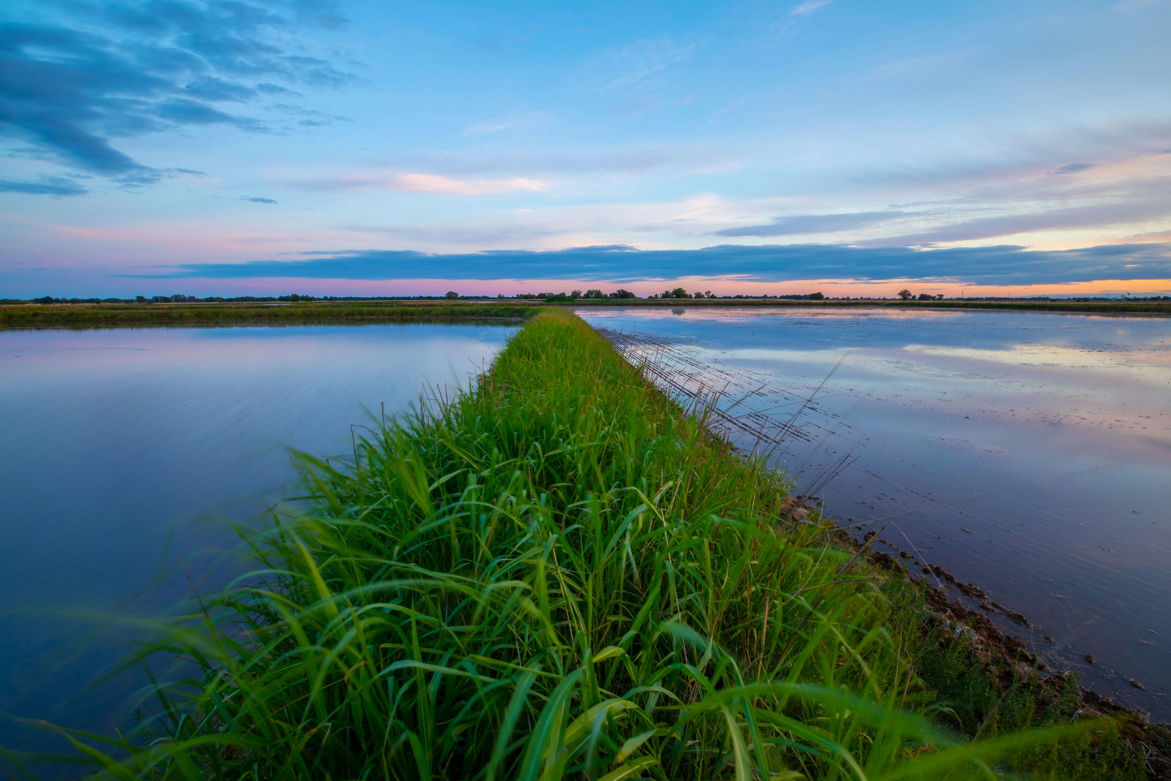 Rice Fields